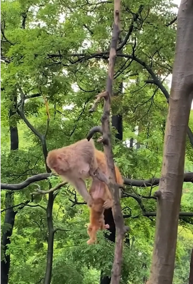 A Little Monkey Falls From a Tall Tree