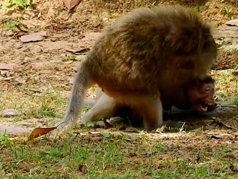 A Big Male Monkey Attacks the Queen Monkey