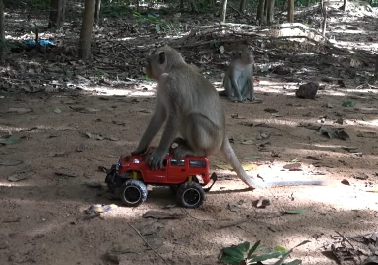 Monkeys Drive a Mini Car and Play Outdoors