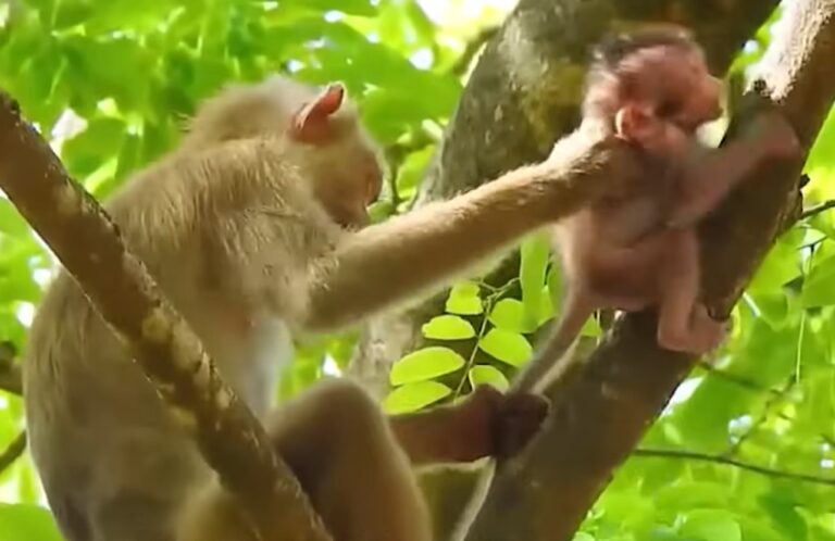A Kidnapped Baby Monkey Calls Out for Its Mother
