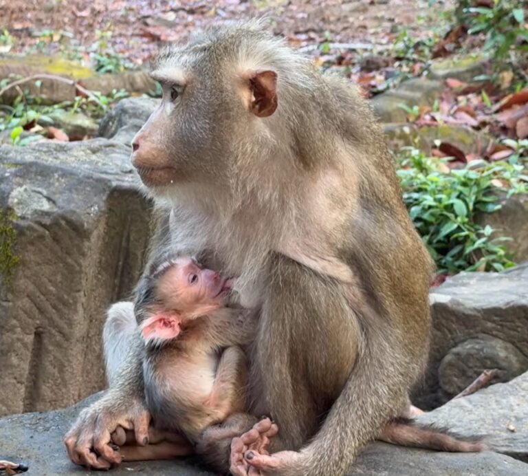 Monkey Libby Welcomes a Healthy Pigtail Baby Boy