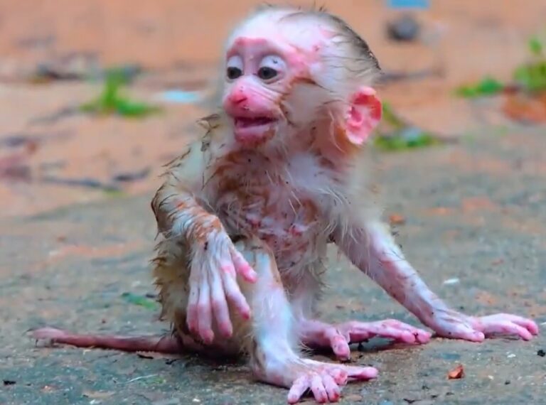 Baby Monkey Leo Cries for His Mother