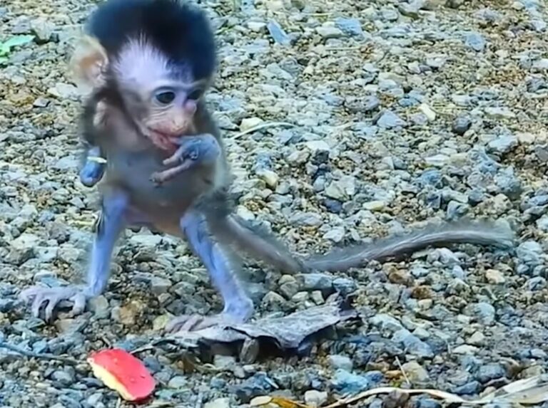 A Tiny Baby Monkey Grows Weaker