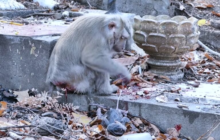 Old Mama Rozy Gives Birth to a Fragile Newborn