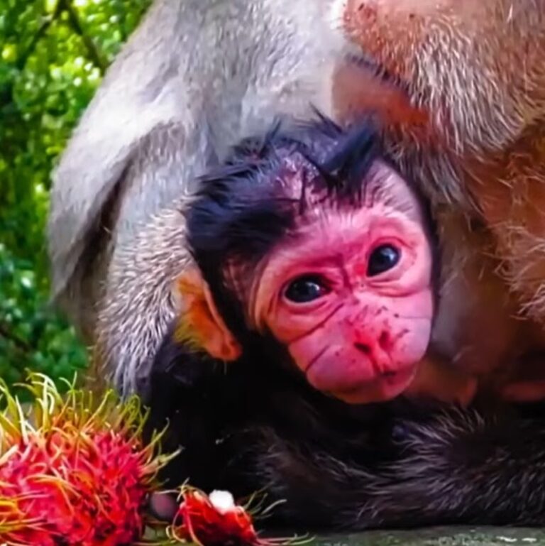 A Big, Healthy Newborn Monkey