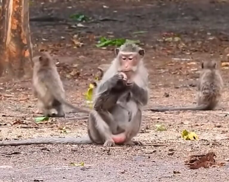 A Baby Monkey Resists Weaning