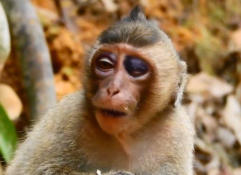 Little Monkey Bobby Injures His Eye in a Fall