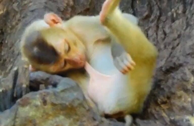Orphan Baby Monkey Rojo Learns to Soothe Himself