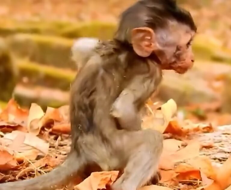 A Baby Monkey Steps Into a Fire Ant Nest