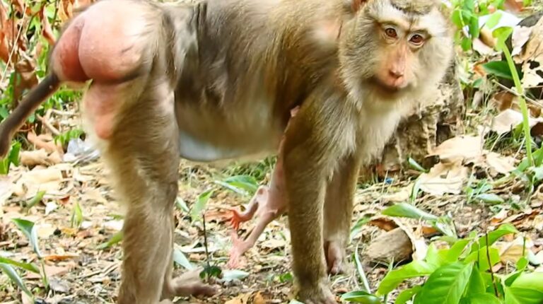 A Newborn Monkey Learns to Balance While Hugging Mom