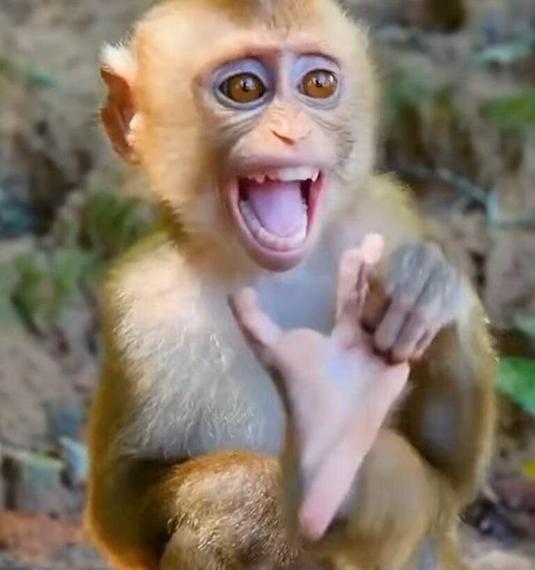 An Abandoned Baby Monkey Searches for Comfort