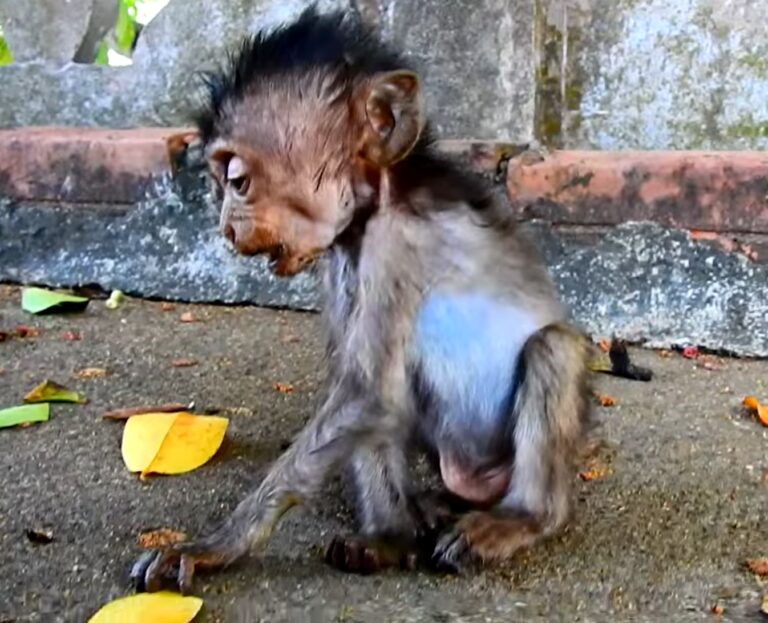 Monkey Heidi Struggles to Breathe and Asks for Food
