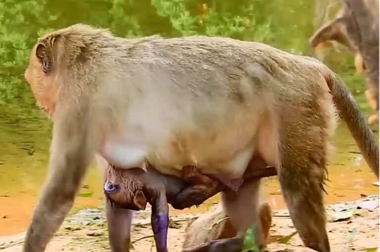An Injured Baby Monkey Goes Swimming With Its Mother