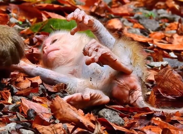 A Mischievous Baby Monkey Gets a Gentle Scolding