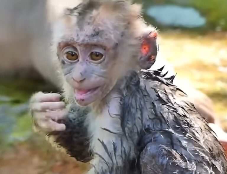 A Neglected Baby Monkey Searches for Love