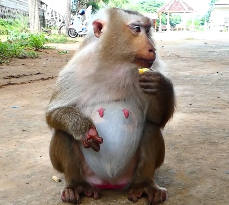 Mommy Rozy Prepares to Give Birth