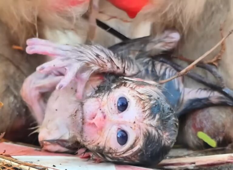 Mother Monkey Rozy Safely Delivers Her Newborn