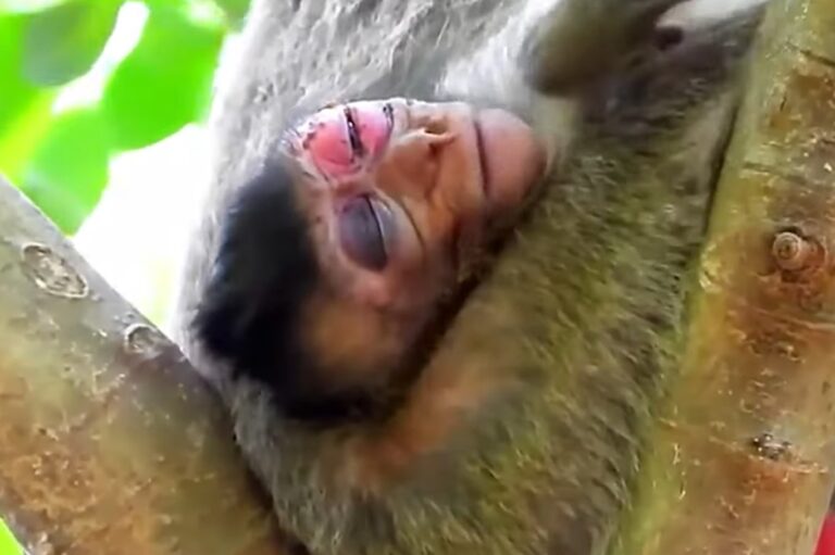 A Blind Baby Monkey Stays Close to Its Mother