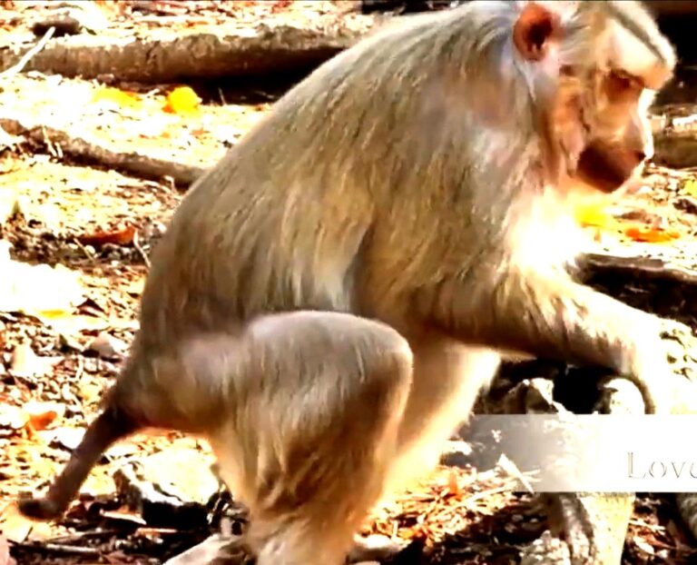 Tired Mother Monkey Rozy Goes Through Labor