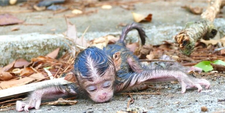 A New Monkey Mom After an Unusual Birth