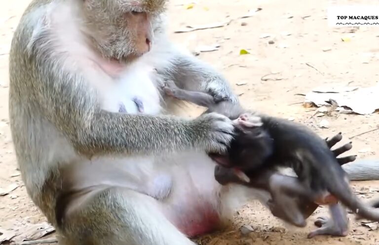 A Baby Monkey Learns Boundaries From Its Mother