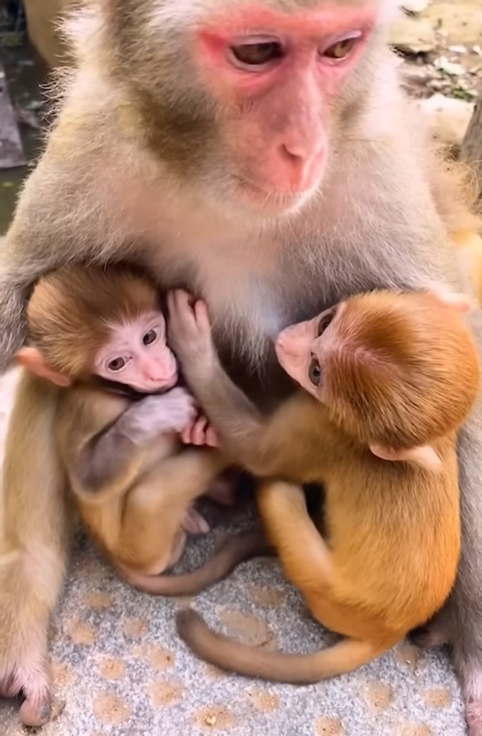 Baby Monkeys Welcome Newborn Twins