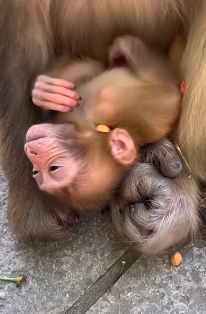 A Baby Monkey Weakens as Its Mother Runs Low on Milk