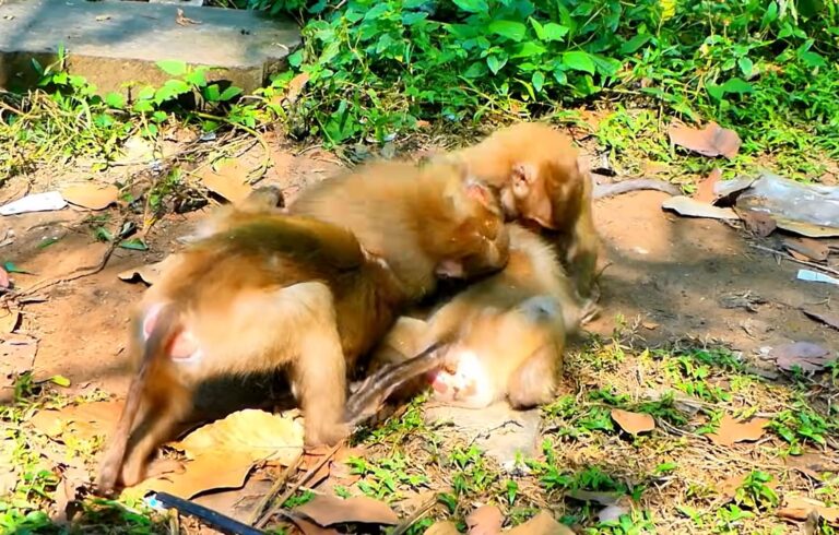An Adult Monkey Protects Baby Leo After He Is Left Alone