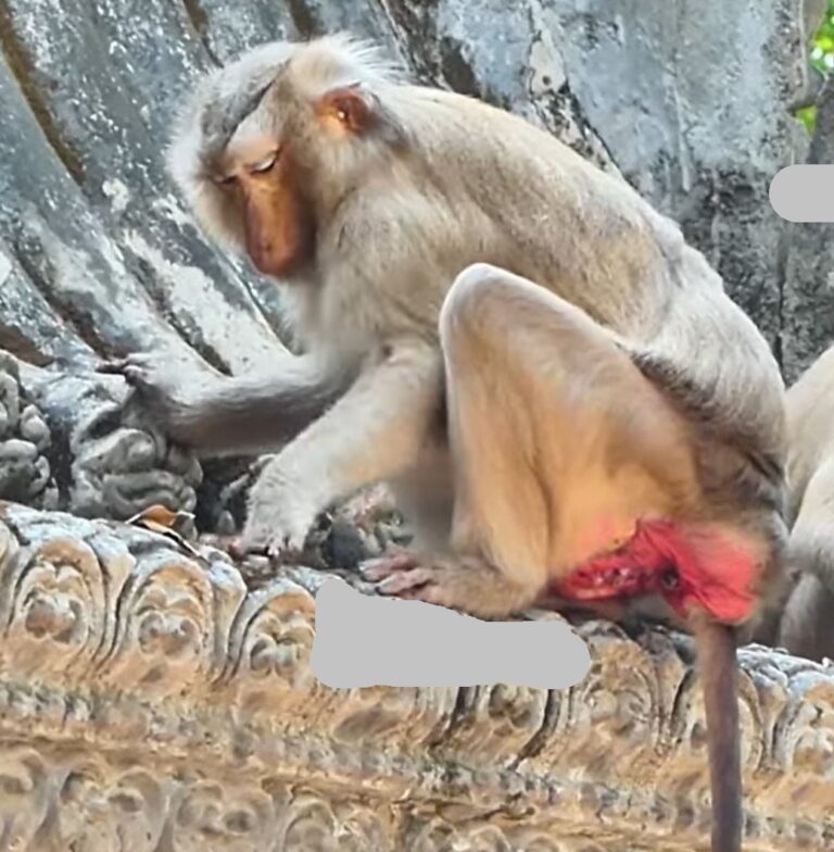 An Elderly Mother Monkey Gives Birth Under the Sun