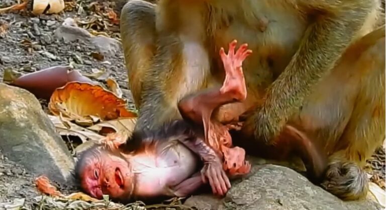 A Sleepy Baby Monkey Waits Patiently for Milk