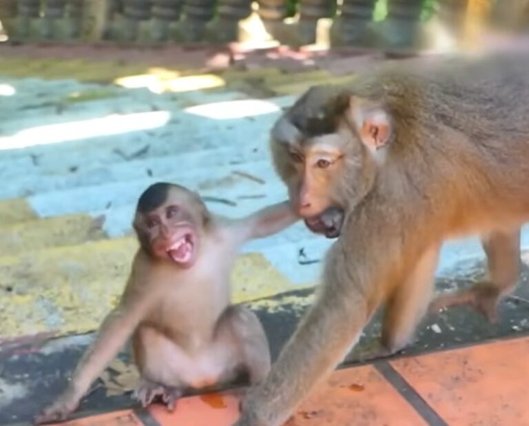 Mother Monkey Teaches Her Young One About Milk