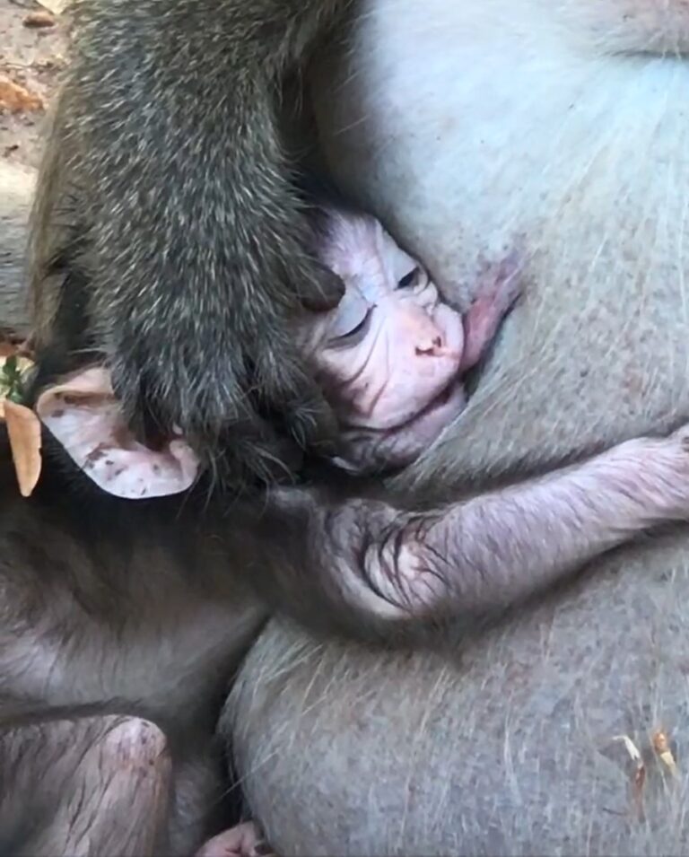 An Elderly Mother Monkey Gently Nurses Her Baby