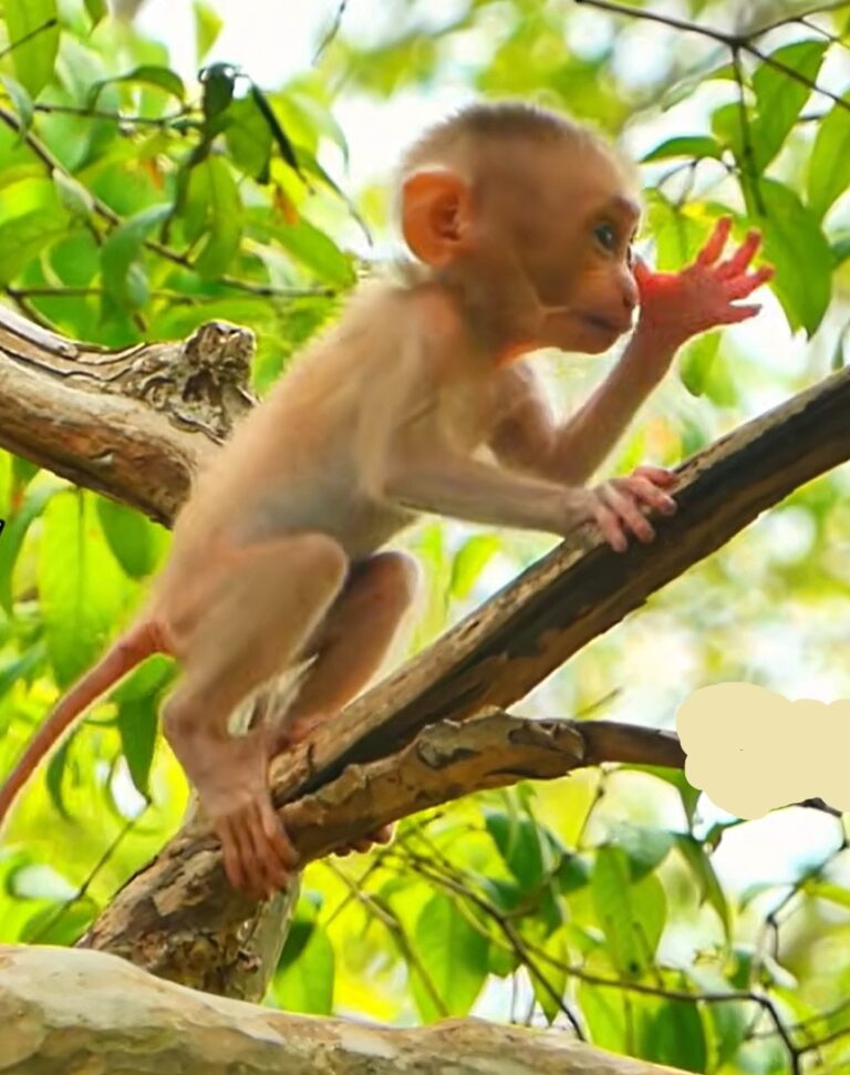 Mom Stays Calm as Baby Steely Explores High Branches