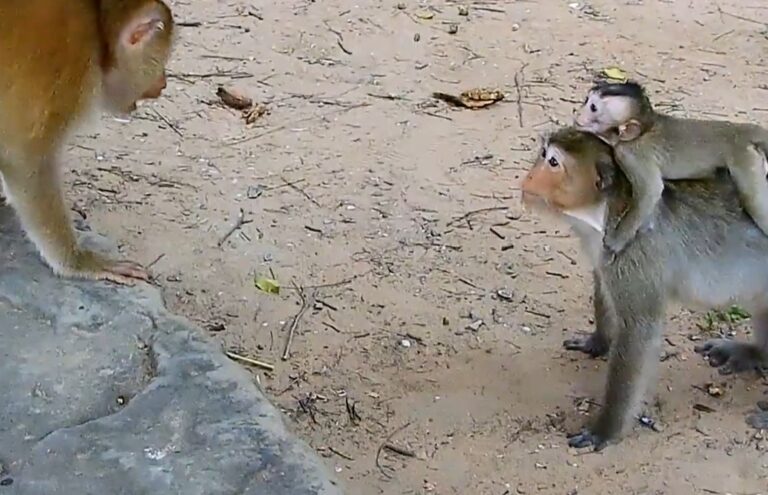 Mother Monkey Rescues Baby Lola From a Kidnapping