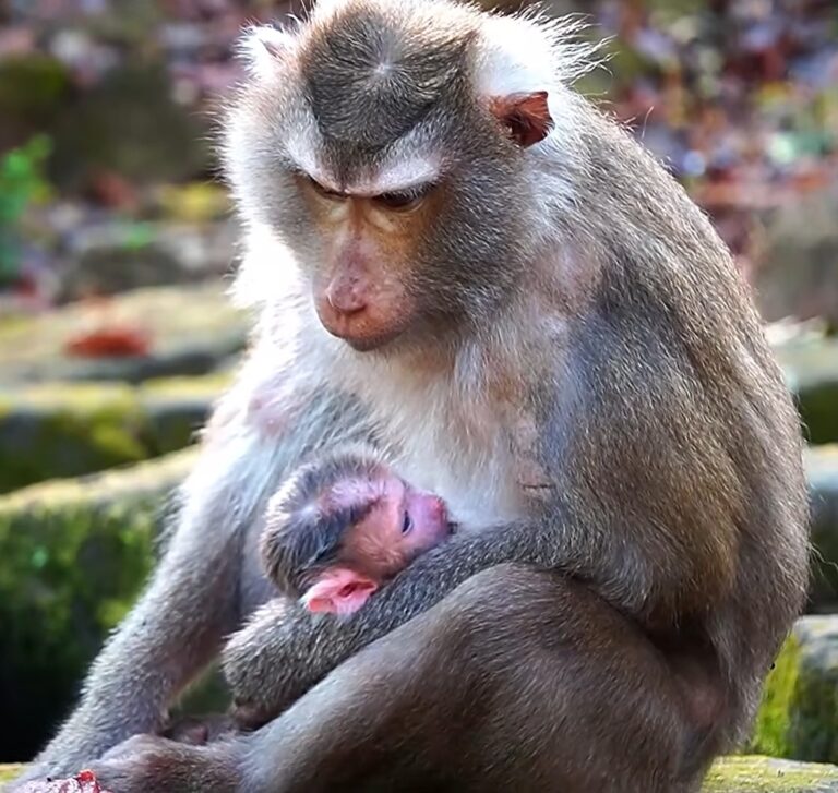 Monkey Libby Welcomes a Baby Boy