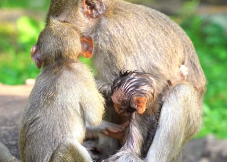Little Eleno Cries After Sister Bean Separates Him From Mom