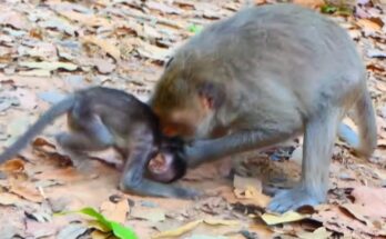 Fully Grown Baby Monkey Still Clings To Mom, Creating Emotional Tension Viewers Cannot Ignore Today Online