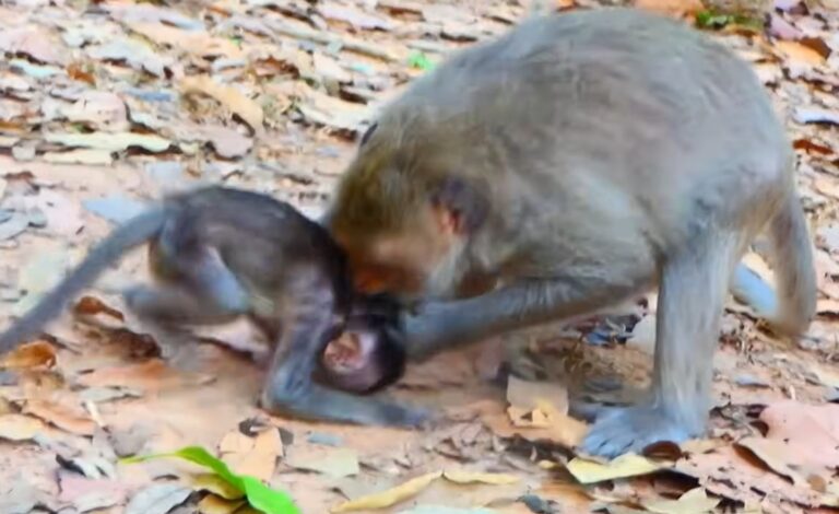 Mother Monkey’s Tough Love for Her Grown Baby