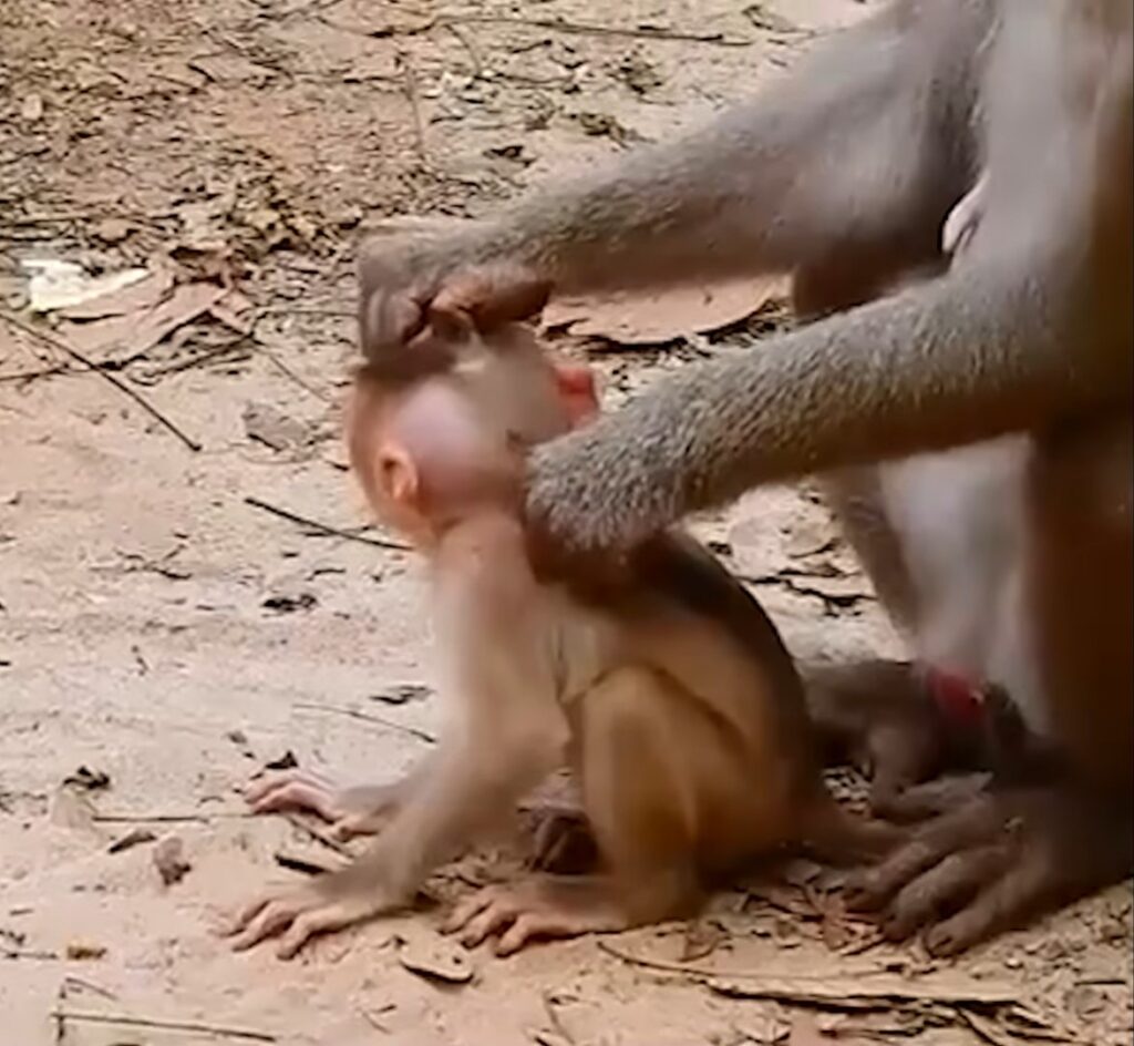 Tiny Baby Monkey Seeks Comfort After Rough Moment With Mother Touches Millions Online This Week Deeply