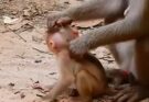 Tiny Baby Monkey Seeks Comfort After Rough Moment With Mother Touches Millions Online This Week Deeply
