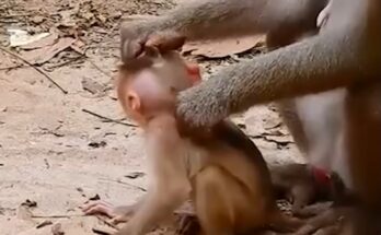 Tiny Baby Monkey Seeks Comfort After Rough Moment With Mother Touches Millions Online This Week Deeply