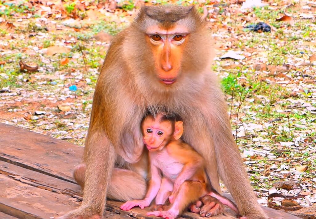 Heartwarming Baby Monkey Moments Leave Social Media Smiling After Refusing Separation From Loving Mother Today