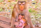 Heartwarming Baby Monkey Moments Leave Social Media Smiling After Refusing Separation From Loving Mother Today