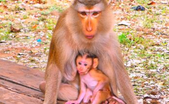 Heartwarming Baby Monkey Moments Leave Social Media Smiling After Refusing Separation From Loving Mother Today
