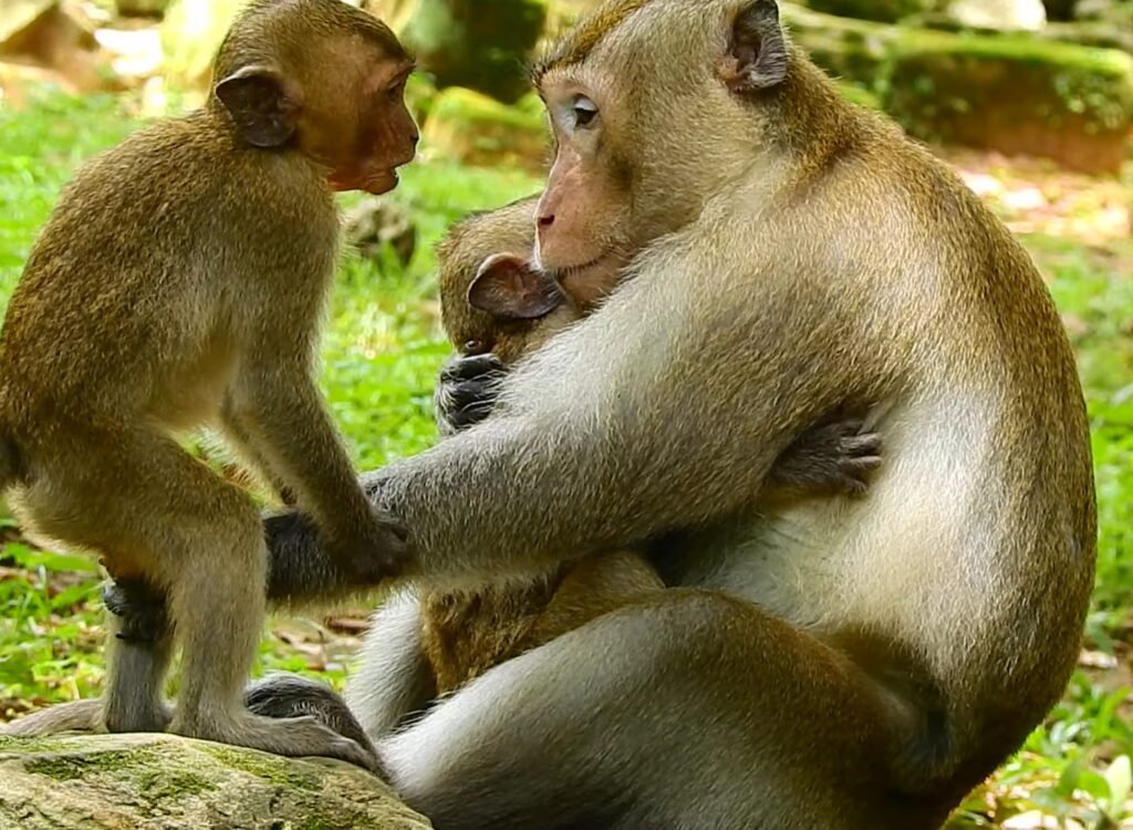 A joyful monkey king lovingly plays with his energetic children near the ancient Angkor temple ruins surrounded by lush green forest under bright daylight.
