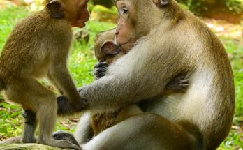 A joyful monkey king lovingly plays with his energetic children near the ancient Angkor temple ruins surrounded by lush green forest under bright daylight.
