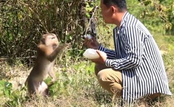 A curious wild monkey approaches a friendly hiker on a peaceful mountain trail, hoping for snacks during a relaxing outdoor adventure.