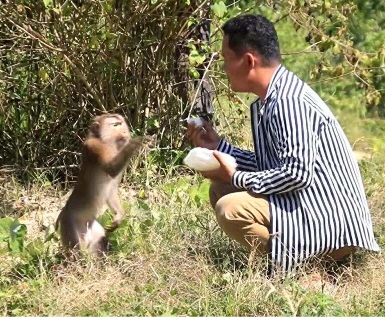 A Curious Wild Monkey Approaches a Hiker for Snacks