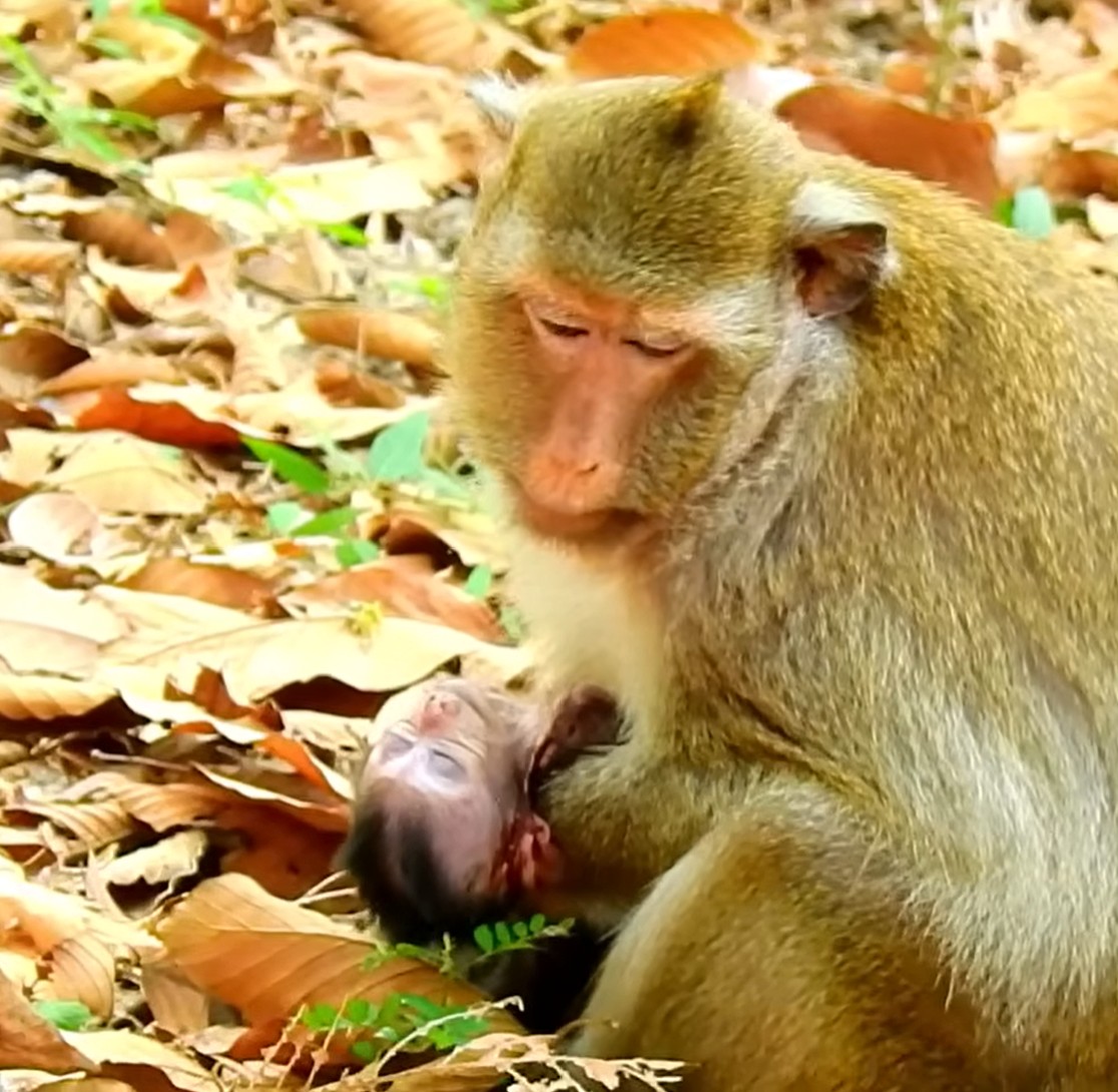Emotional moment showing baby Tonya with worried monkeys nearby during a heartbreaking wildlife incident shared online.