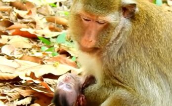 Emotional moment showing baby Tonya with worried monkeys nearby during a heartbreaking wildlife incident shared online.